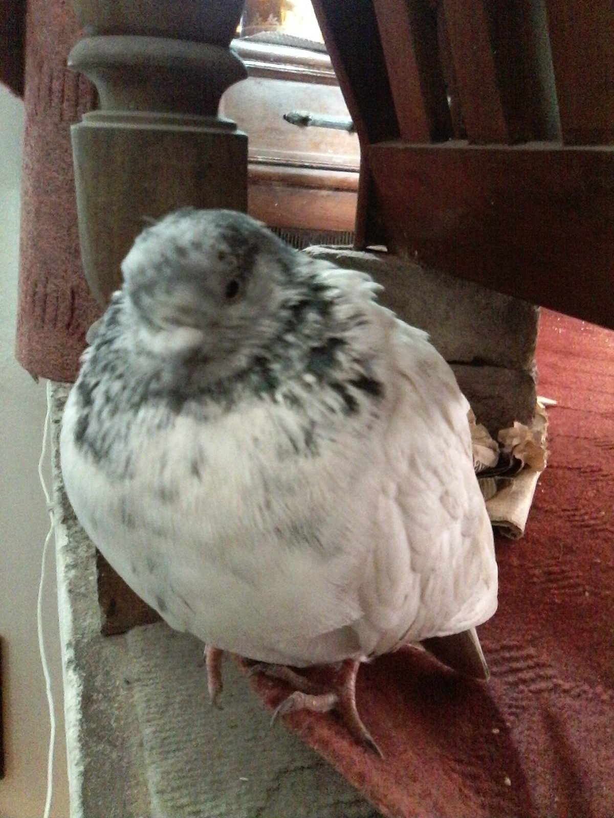 ] my pigeon has been puffed up and he open his beak towards up but he has been earing very much and he is active and sometimes not active